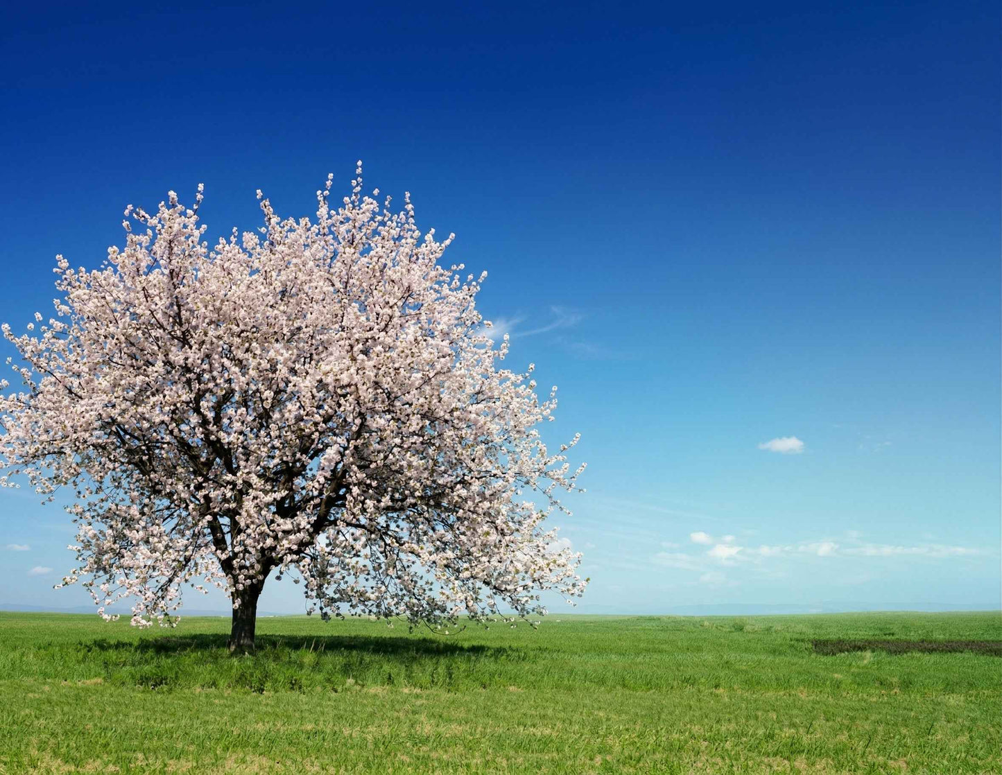 Lápida Cerámica con Fotografía Personalizada ALMENDRO