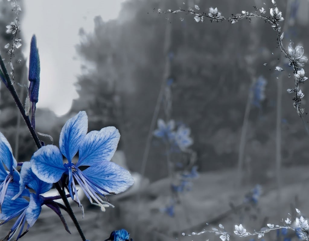 Flor azul de gaura con pétalos delicados en tono azul, símbolo de paz y recuerdo, sobre fondo suave y desenfocado