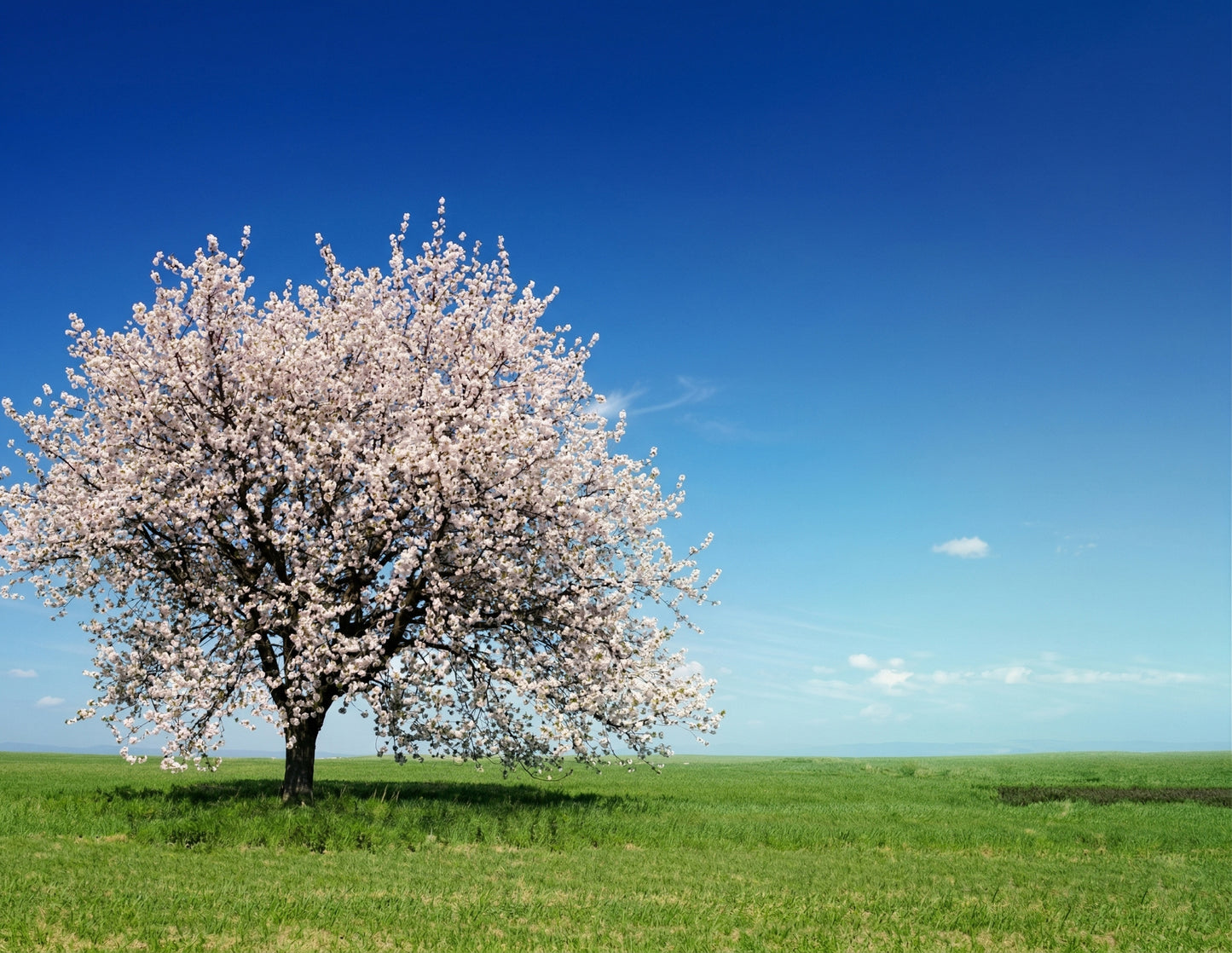 Lápida con imagen de almendro en flor en un prado, diseño emotivo que simboliza esperanza, paz y recuerdo eterno